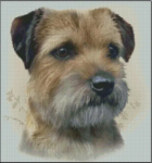 (image for) Border Terrier